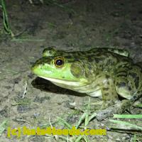 /home//u458753944/public_html/sourcegallery/////Frogs/More bullfrogs/P6080130.JPG